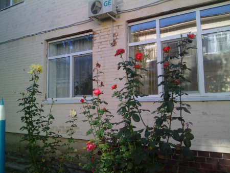 Звонкие голоса, детский сад №55